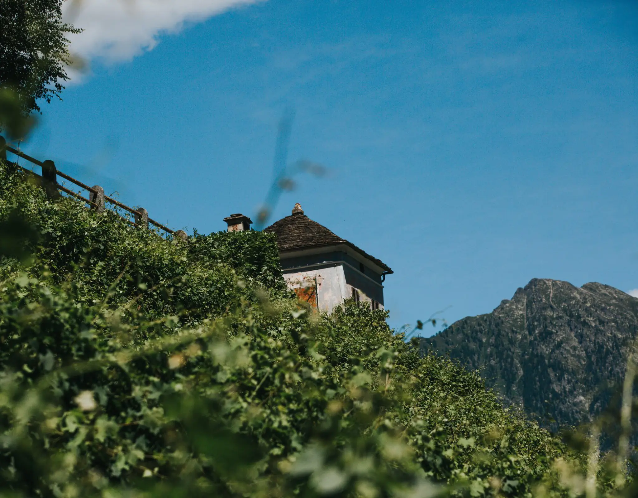vigna Cantine Garrone