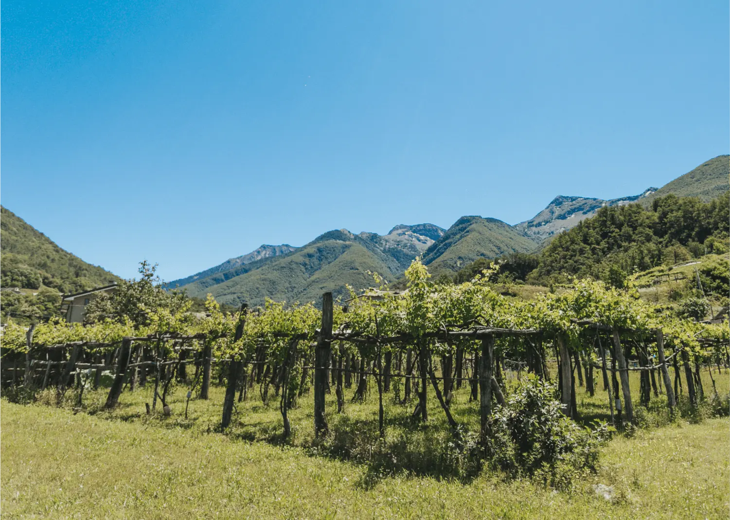 filari uva ossolana Cantine Garrone
